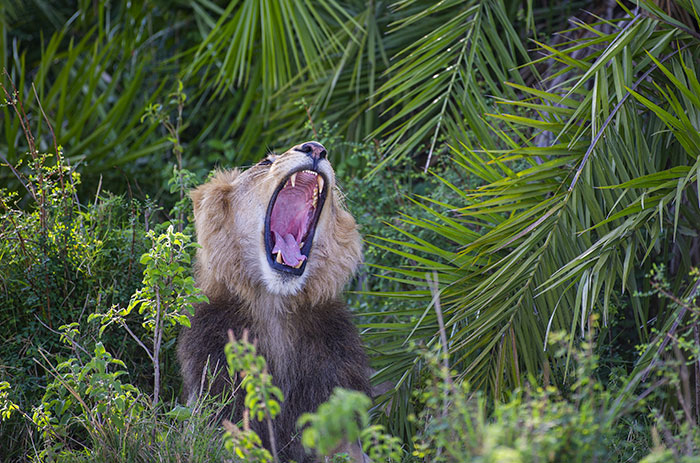 Lion Lets Out A Huge Roar Giving This Photographer A 'Shock Of His Life', Then Winks And Smiles At Him