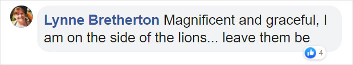 Lion Lets Out A Huge Roar Giving This Photographer A 'Shock Of His Life', Then Winks And Smiles At Him