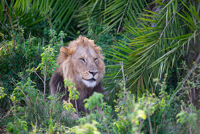 Lion Lets Out A Huge Roar Giving This Photographer A 'Shock Of His Life', Then Winks And Smiles At Him
