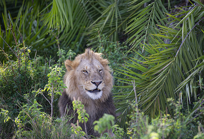 Lion Lets Out A Huge Roar Giving This Photographer A 'Shock Of His Life', Then Winks And Smiles At Him