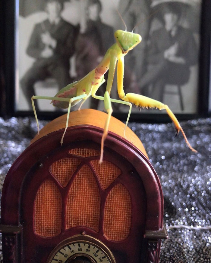 This Sophisticated Pet Mantis Has An Instagram Account And Her Followers Love Watching Her Testing Out Miniature Furniture This Sophisticated Pet Mantis Has An Instagram Account And Her Followers Love Watching Her Testing Out Miniature Furniture