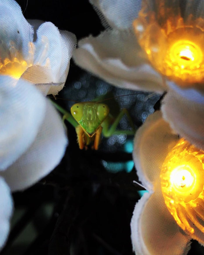 This Sophisticated Pet Mantis Has An Instagram Account And Her Followers Love Watching Her Testing Out Miniature Furniture This Sophisticated Pet Mantis Has An Instagram Account And Her Followers Love Watching Her Testing Out Miniature Furniture