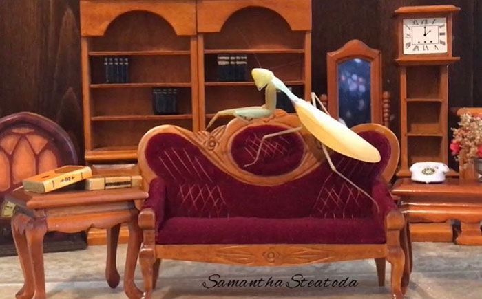 This Sophisticated Pet Mantis Has An Instagram Account And Her Followers Love Watching Her Testing Out Miniature Furniture This Sophisticated Pet Mantis Has An Instagram Account And Her Followers Love Watching Her Testing Out Miniature Furniture
