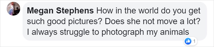 This Sophisticated Pet Mantis Has An Instagram Account And Her Followers Love Watching Her Testing Out Miniature Furniture This Sophisticated Pet Mantis Has An Instagram Account And Her Followers Love Watching Her Testing Out Miniature Furniture