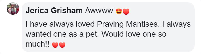 This Sophisticated Pet Mantis Has An Instagram Account And Her Followers Love Watching Her Testing Out Miniature Furniture This Sophisticated Pet Mantis Has An Instagram Account And Her Followers Love Watching Her Testing Out Miniature Furniture