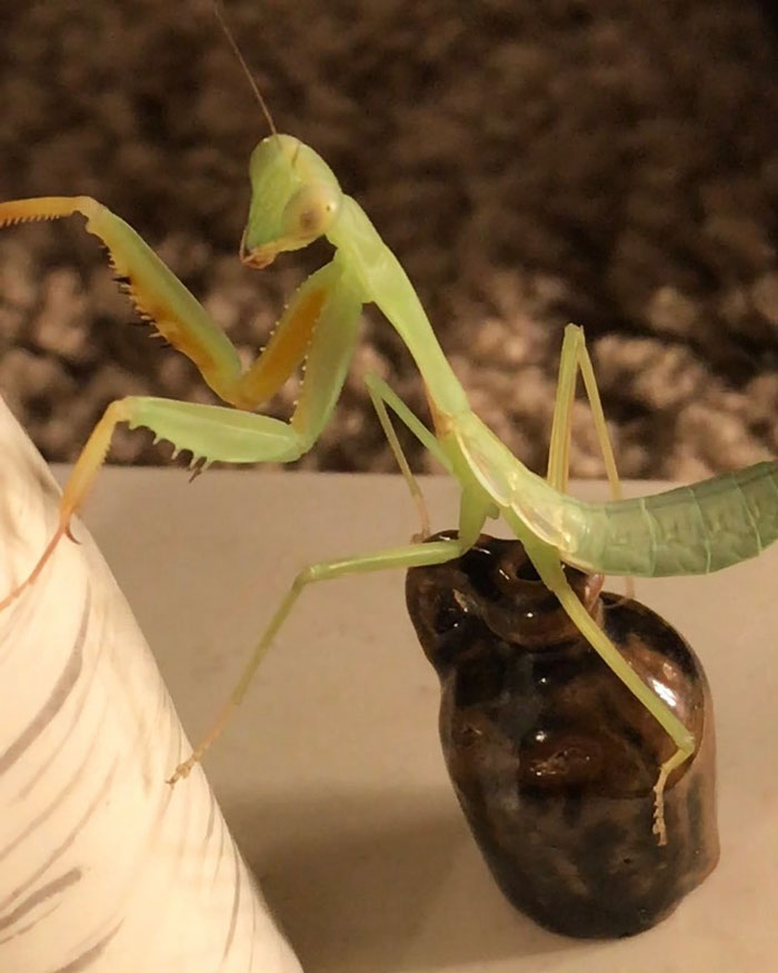 This Sophisticated Pet Mantis Has An Instagram Account And Her Followers Love Watching Her Testing Out Miniature Furniture This Sophisticated Pet Mantis Has An Instagram Account And Her Followers Love Watching Her Testing Out Miniature Furniture