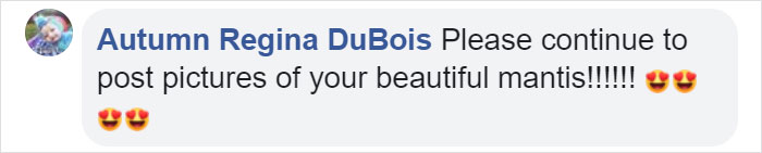 This Sophisticated Pet Mantis Has An Instagram Account And Her Followers Love Watching Her Testing Out Miniature Furniture This Sophisticated Pet Mantis Has An Instagram Account And Her Followers Love Watching Her Testing Out Miniature Furniture