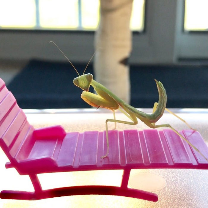 This Sophisticated Pet Mantis Has An Instagram Account And Her Followers Love Watching Her Testing Out Miniature Furniture This Sophisticated Pet Mantis Has An Instagram Account And Her Followers Love Watching Her Testing Out Miniature Furniture