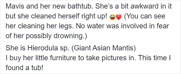 This Sophisticated Pet Mantis Has An Instagram Account And Her Followers Love Watching Her Testing Out Miniature Furniture This Sophisticated Pet Mantis Has An Instagram Account And Her Followers Love Watching Her Testing Out Miniature Furniture