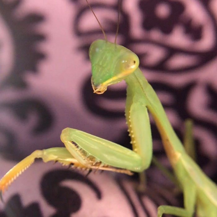 This Sophisticated Pet Mantis Has An Instagram Account And Her Followers Love Watching Her Testing Out Miniature Furniture This Sophisticated Pet Mantis Has An Instagram Account And Her Followers Love Watching Her Testing Out Miniature Furniture
