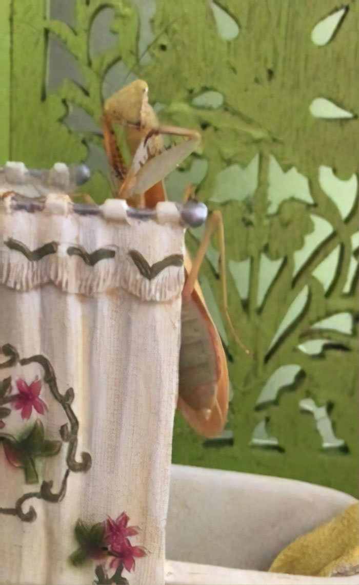 This Sophisticated Pet Mantis Has An Instagram Account And Her Followers Love Watching Her Testing Out Miniature Furniture This Sophisticated Pet Mantis Has An Instagram Account And Her Followers Love Watching Her Testing Out Miniature Furniture