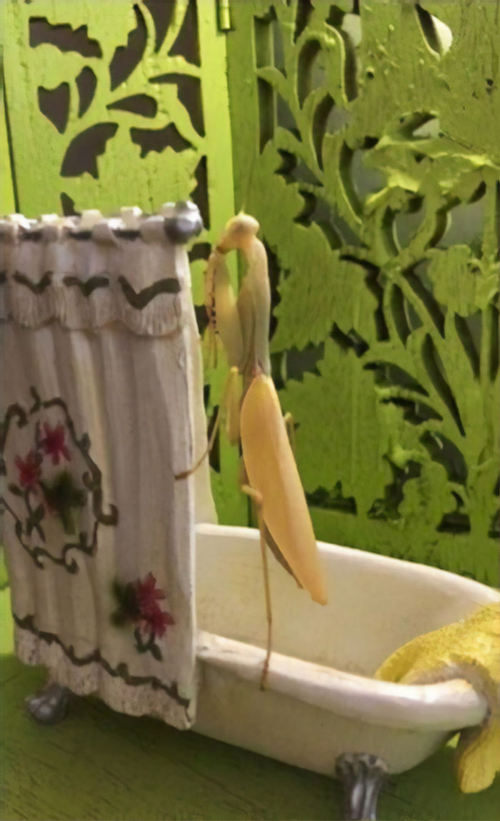 This Sophisticated Pet Mantis Has An Instagram Account And Her Followers Love Watching Her Testing Out Miniature Furniture This Sophisticated Pet Mantis Has An Instagram Account And Her Followers Love Watching Her Testing Out Miniature Furniture