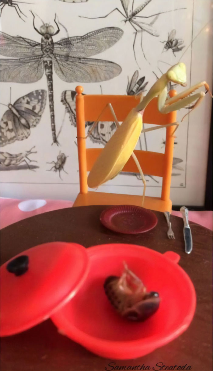 This Sophisticated Pet Mantis Has An Instagram Account And Her Followers Love Watching Her Testing Out Miniature Furniture This Sophisticated Pet Mantis Has An Instagram Account And Her Followers Love Watching Her Testing Out Miniature Furniture