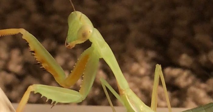 This Sophisticated Pet Mantis Has An Instagram Account And Her Followers Love Watching Her Testing Out Miniature Furniture