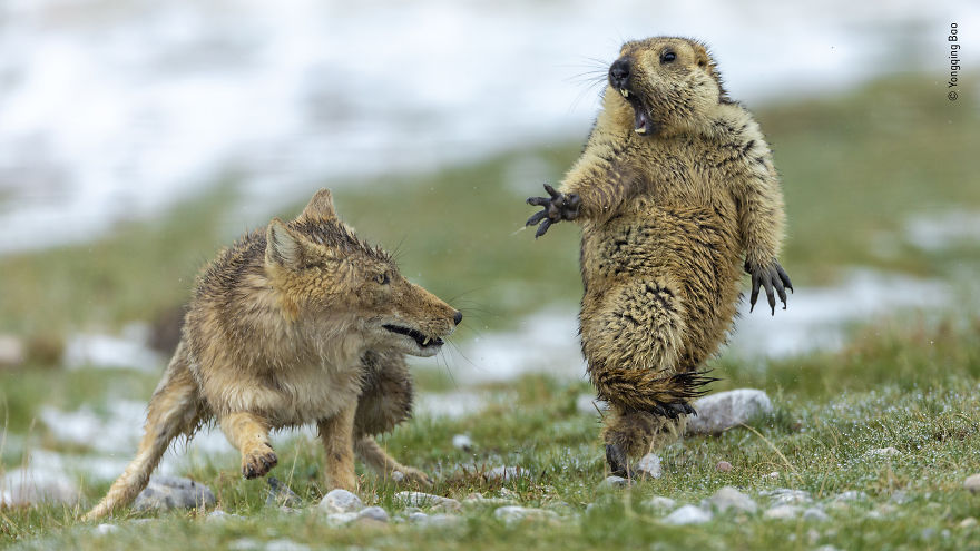 "The Moment" By Yongqing Bao, China, Behaviour: Mammals, Grand Title Winner
