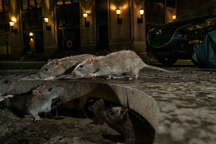 "The Rat Pack" By Charlie Hamilton James, UK, Urban Wildlife, Winner 2019