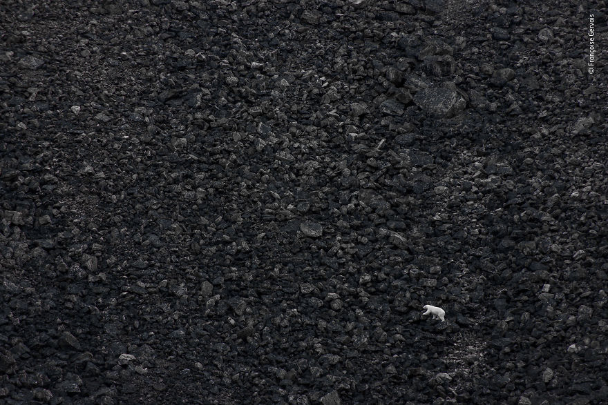 "The Challenge" By Françoise Gervais, Canada, Animals In Their Environment, Highly Commended 2019