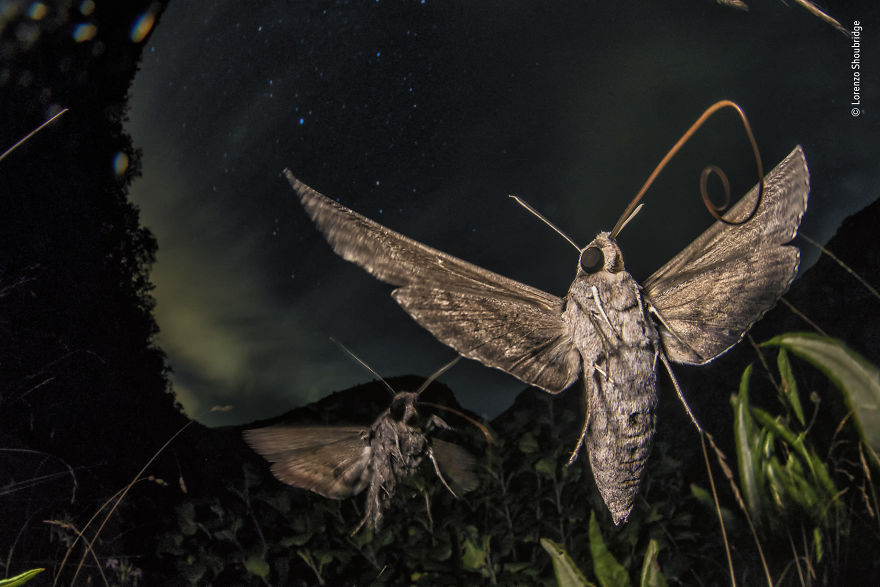 "Migrant Megamoths" By Lorenzo Shoubridge, Italy, Behaviour: Invertebrates, Highly Commended 2019