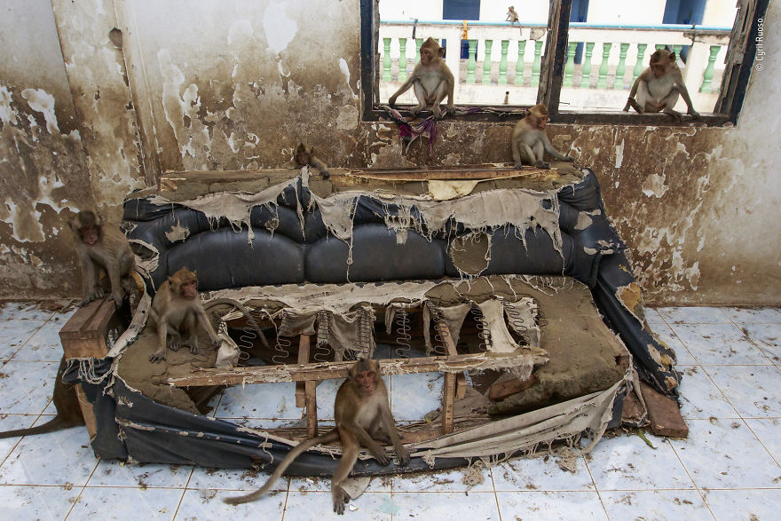 "Couch Crew" By Cyril Ruoso, France, Urban Wildlife, Highly Commended 2019