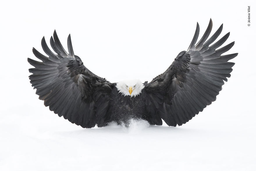 "Snow Landing" By Jérémie Villet, France, Rising Star Portfolio Award, Winner 2019