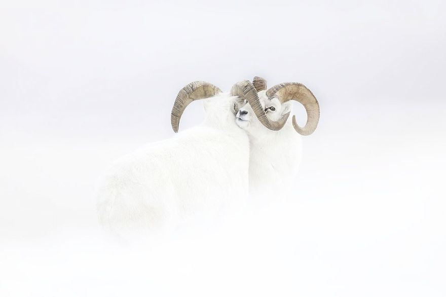 "Frozen Moment" By Jérémie Villet, France, Rising Star Portfolio Award, Winner 2019