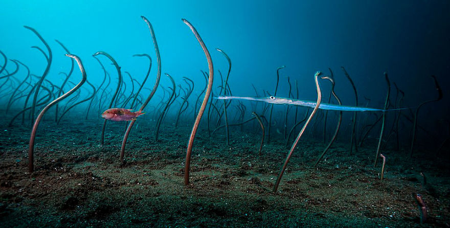 "The Garden Of Eels" By David Doubilet, USA, Under Water, Winner 2019