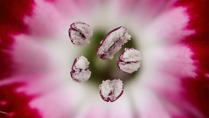 Chinese Red Carnation Stamen
