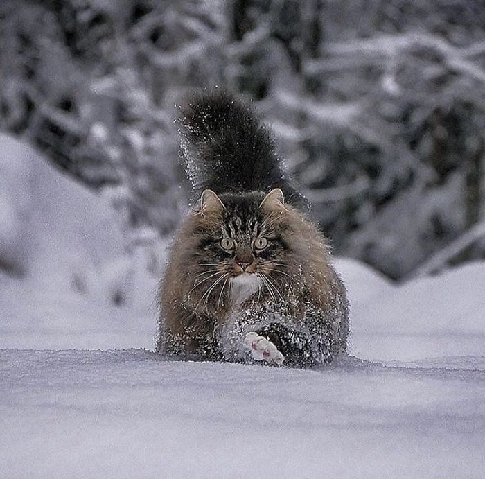 Norwegian-Forest-Cats-Sampy-Hiskias