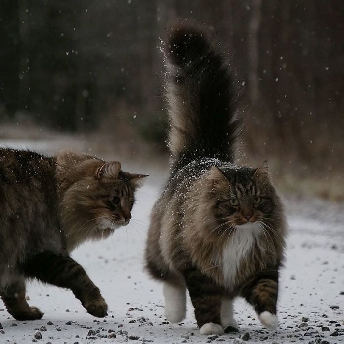 Norwegian-Forest-Cats-Sampy-Hiskias
