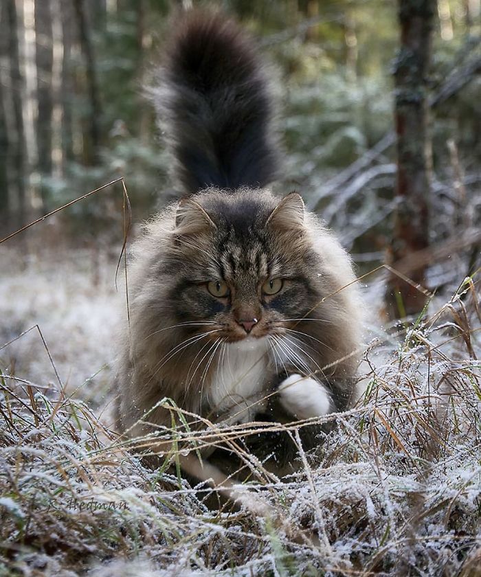 Norwegian-Forest-Cats-Sampy-Hiskias