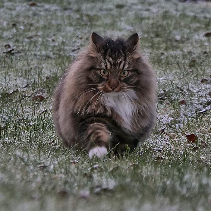 Norwegian-Forest-Cats-Sampy-Hiskias