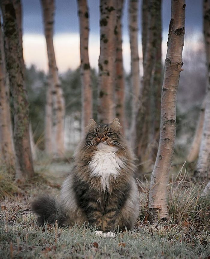 Norwegian-Forest-Cats-Sampy-Hiskias