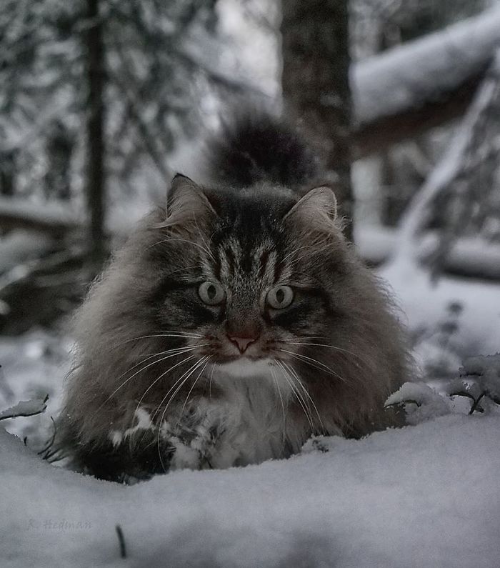 Norwegian-Forest-Cats-Sampy-Hiskias
