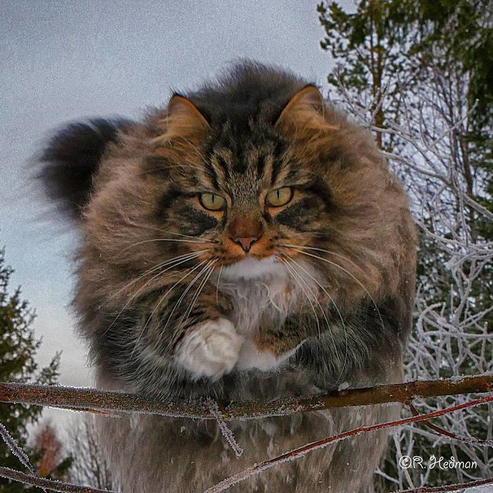 Norwegian-Forest-Cats-Sampy-Hiskias