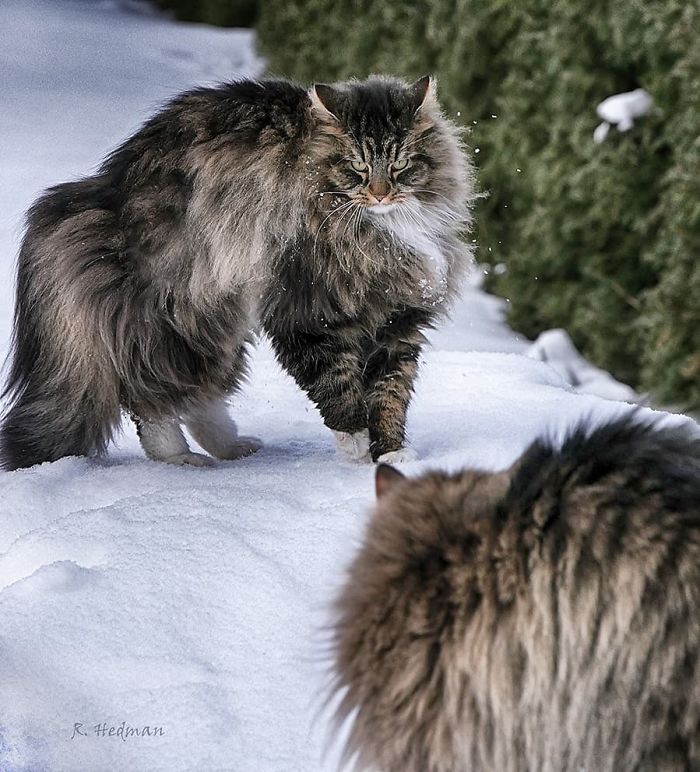 Norwegian-Forest-Cats-Sampy-Hiskias
