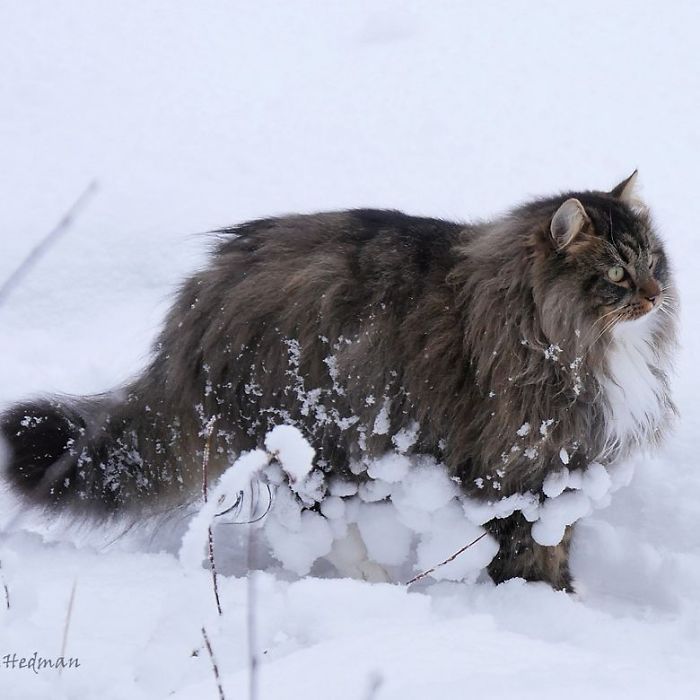 Norwegian-Forest-Cats-Sampy-Hiskias