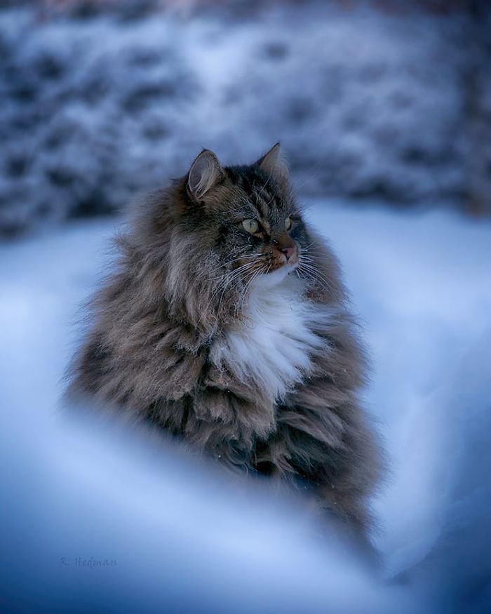 Norwegian-Forest-Cats-Sampy-Hiskias