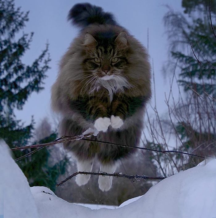 Norwegian-Forest-Cats-Sampy-Hiskias