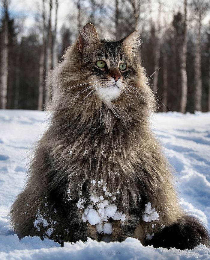 Norwegian-Forest-Cats-Sampy-Hiskias