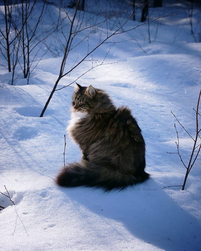 Norwegian-Forest-Cats-Sampy-Hiskias