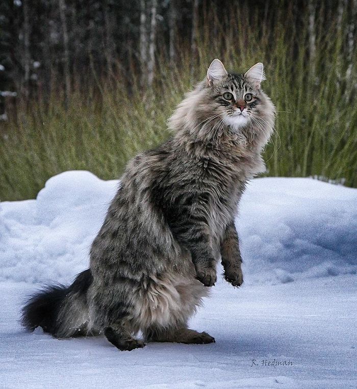 Norwegian-Forest-Cats-Sampy-Hiskias