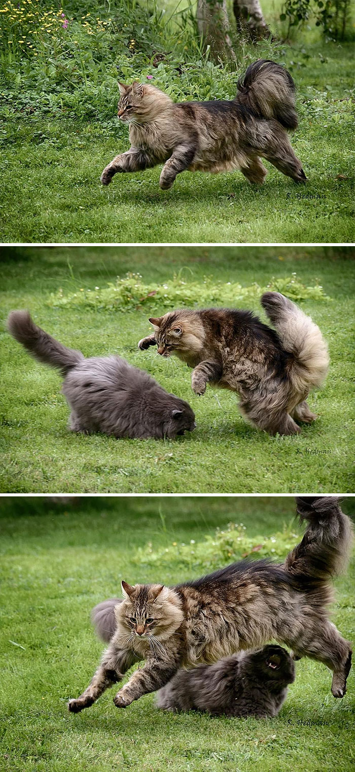 Norwegian-Forest-Cats-Sampy-Hiskias