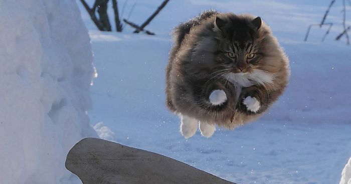 30 Pics Of Finnish Cats Living Their Best Winter Life