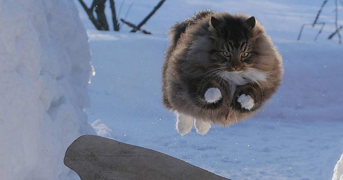 30 Pics Of Finnish Cats Living Their Best Winter Life.
