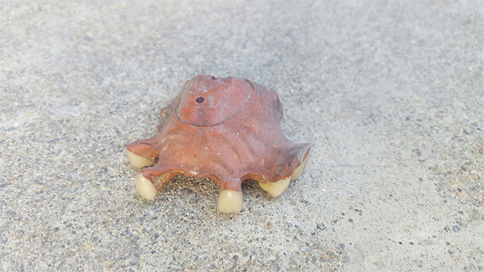 Found When My Brother Pulled Up The Floor Boards In His Attic For Renovation. All I Can Say Is That They Predate 1957 When My Mom's Family Bought The House. . .and Gross!
