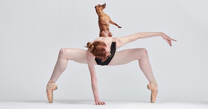 Ballet Dancers And Dogs Pose Together For A Photoshoot And The Result Will Make Your Day (40 Pics)