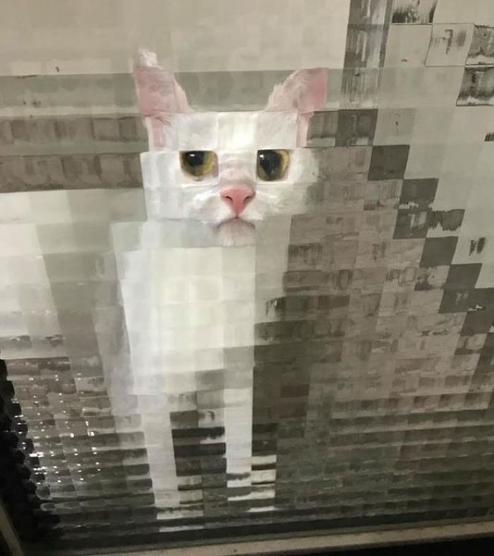 Pixel-Cats-Photos