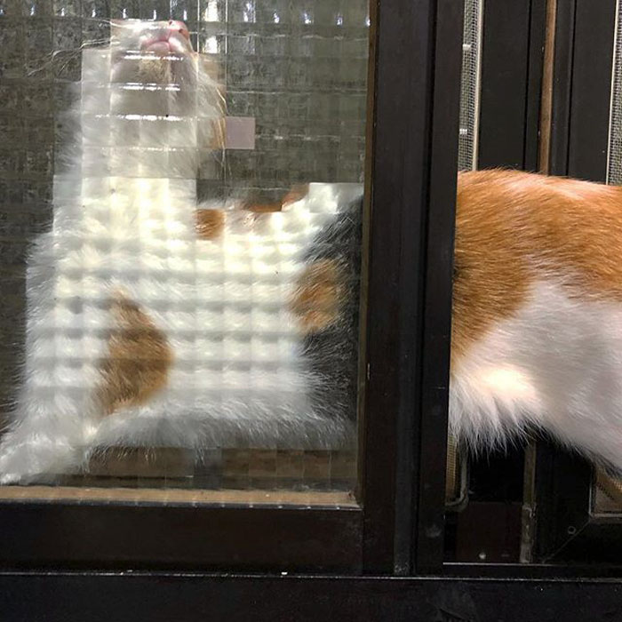 11 Times People Spotted Pixel Cats In Real Life And Just Had To Share