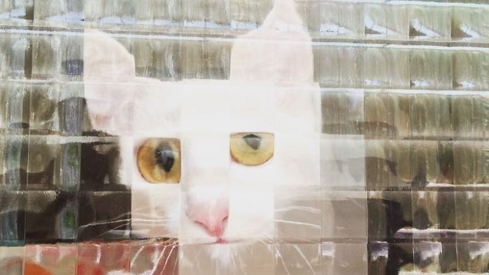 11 Times People Spotted Pixel Cats In Real Life And Just Had To Share