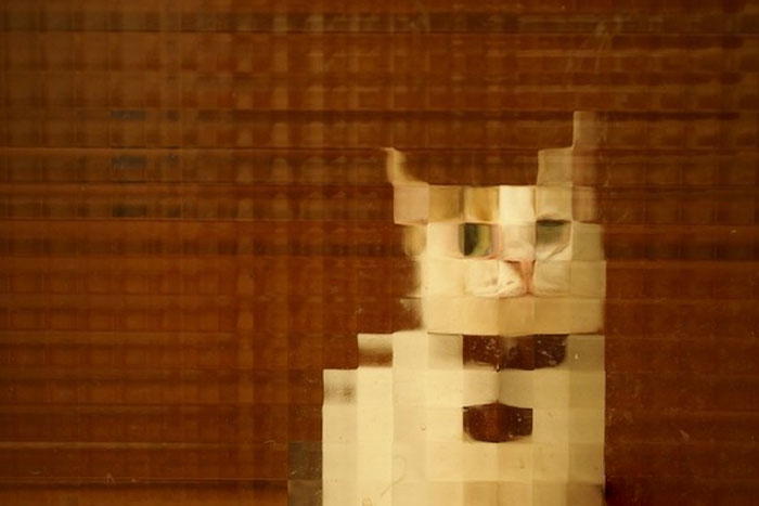 24 Times People Spotted Pixel Cats In Real Life And Just Had To Share